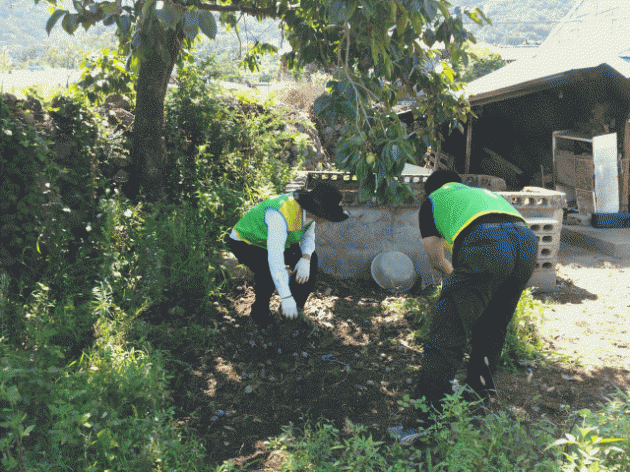 크기변환_포맷변환_감나무주변 청소.gif 크기변환_포맷변환_감나무주변 청소.gif